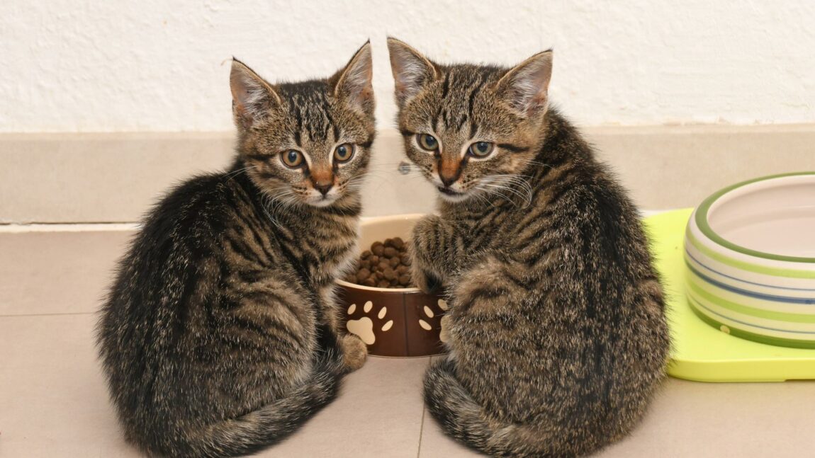 2 Tiger-Kitten