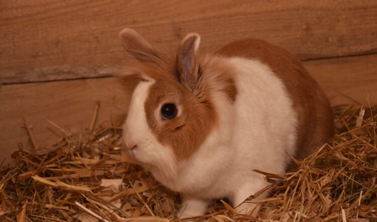 Kaninchen (weibl)