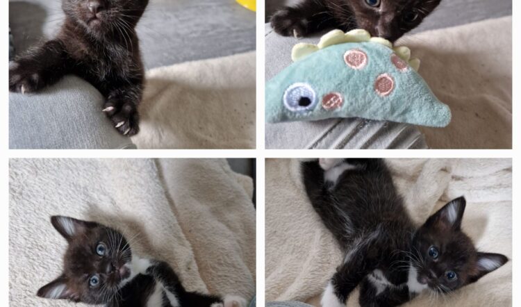 Marga´s Kitten