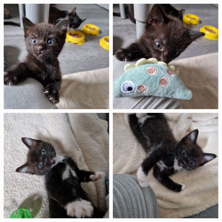 Marga´s Kitten