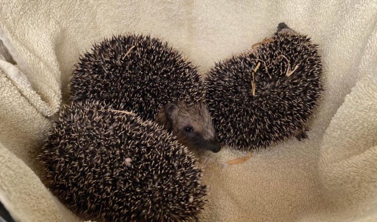 Igel Babies