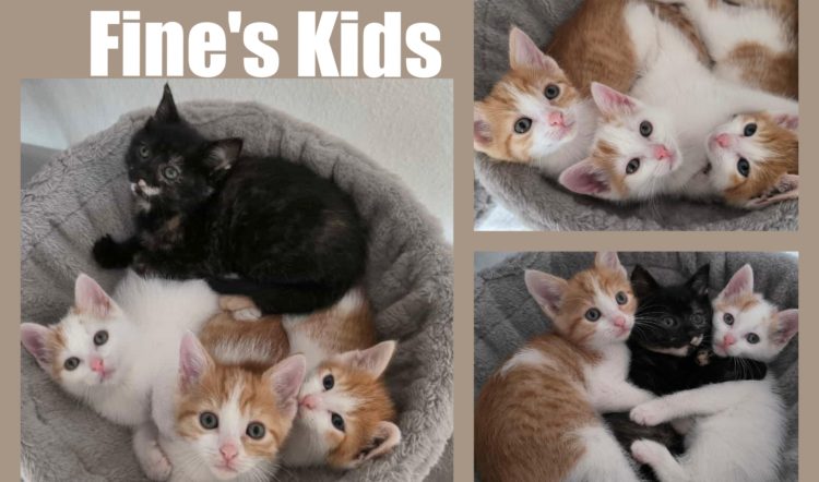 Fine´s Kitten