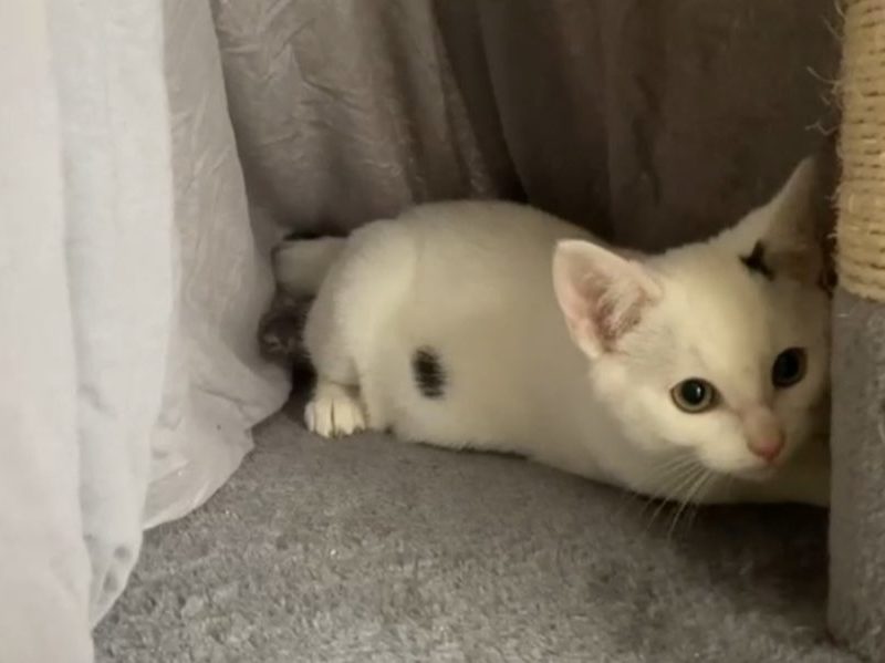 Hugo 1