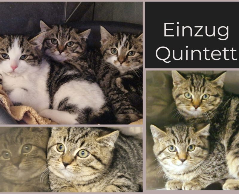 Quintett a