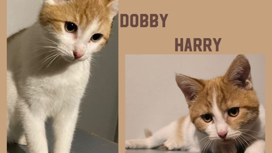 ***res*** Harry und Dobby