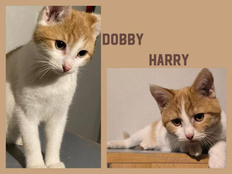 Harry und Dobby