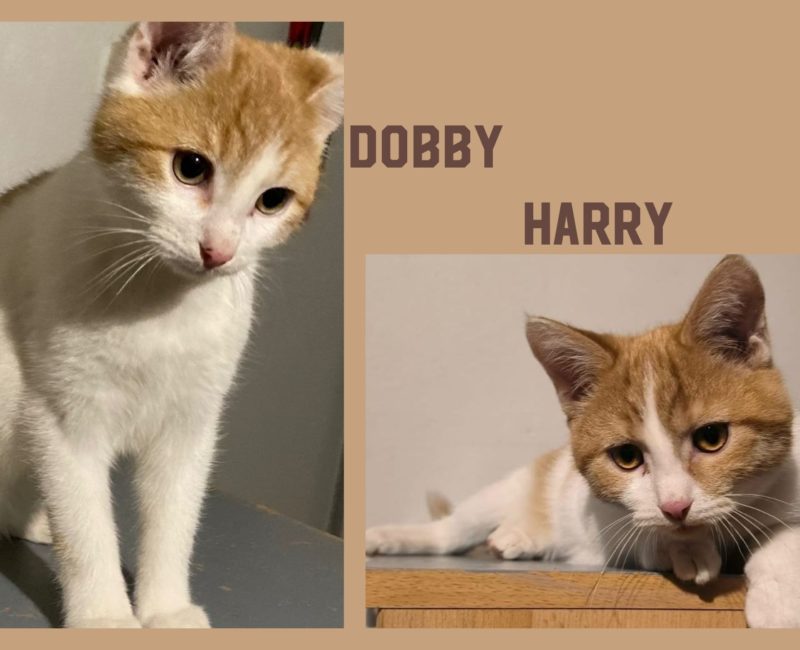 Harry Dobby