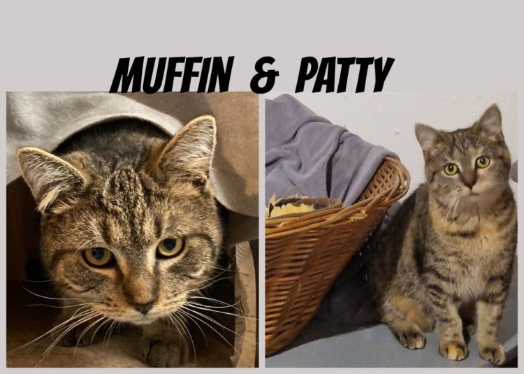 Muffin und Patty