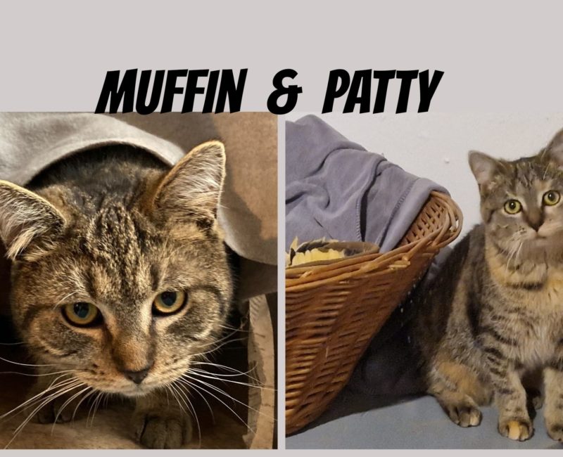 MuffinPatty