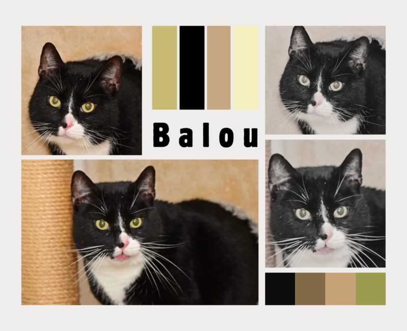 Balou