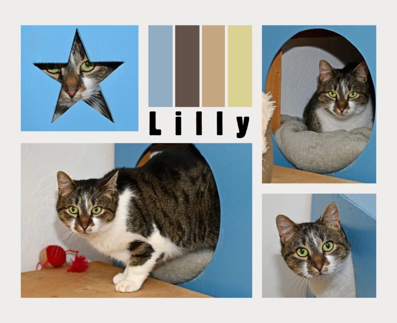 Lilly