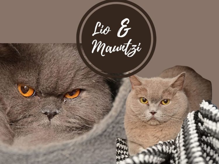 Mauntzi und Lio