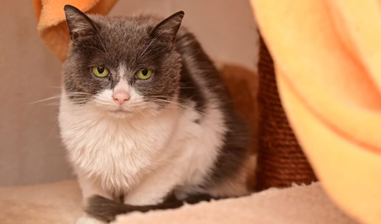 Sheila