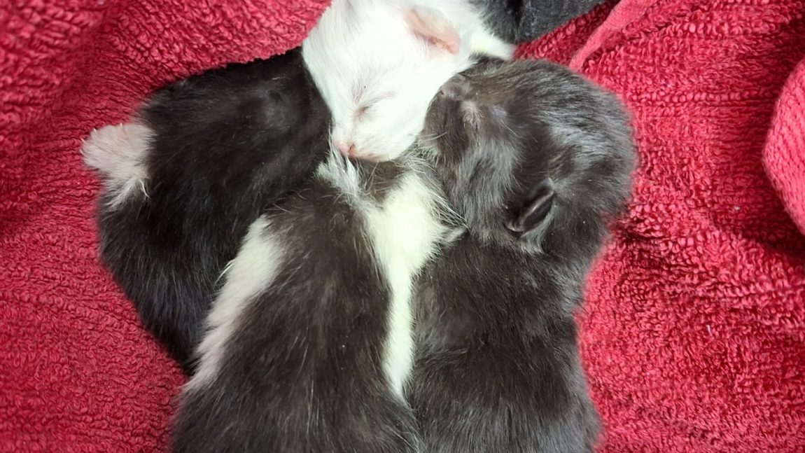 Fund-Kitten (Pflegestelle)
