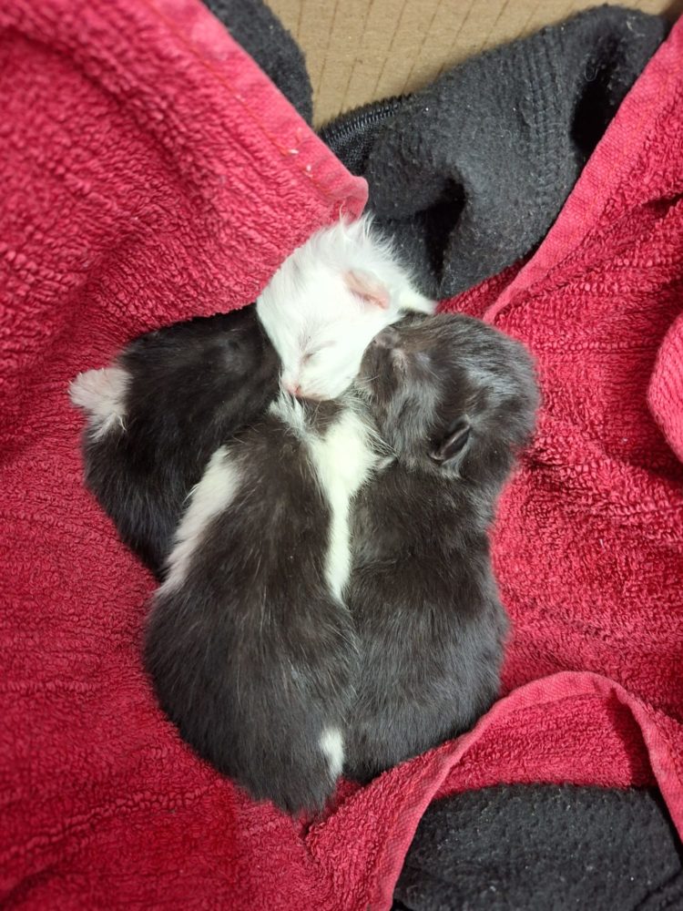 Fund-Kitten (Pflegestelle)