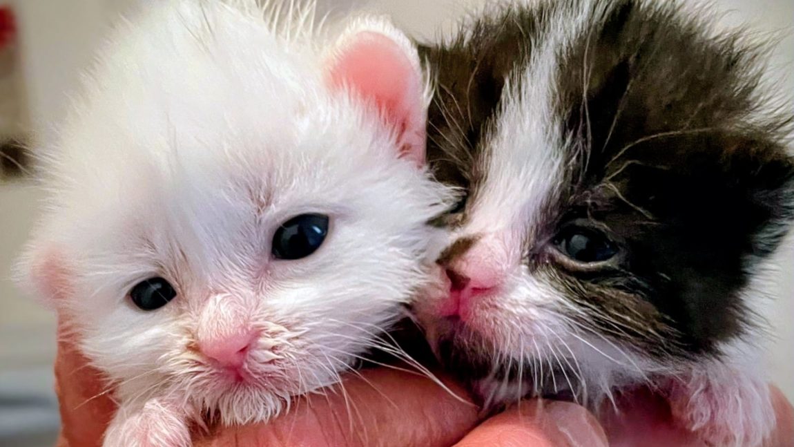 Fund-Kitten (Pflegestelle)