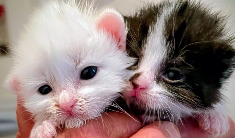 Fund-Kitten (Pflegestelle)