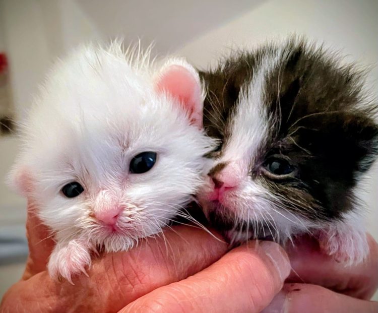 Fund-Kitten (Pflegestelle)