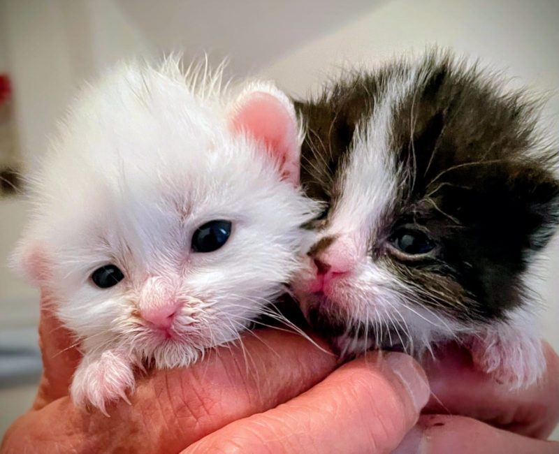 Fundkitten2