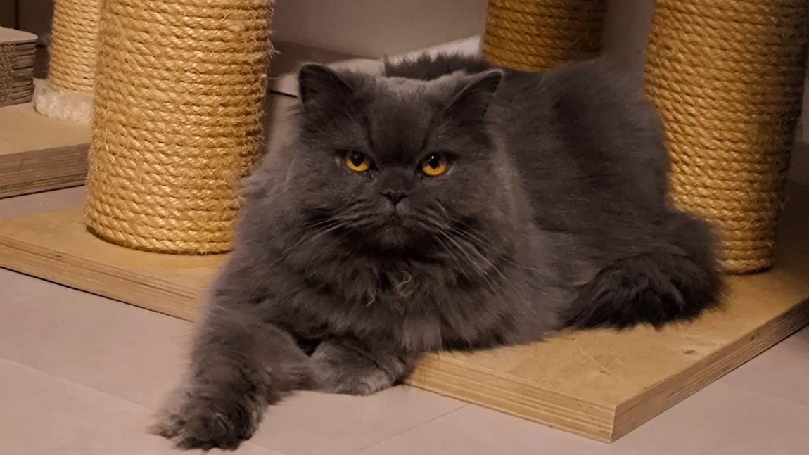 Lio