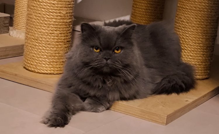 Lio