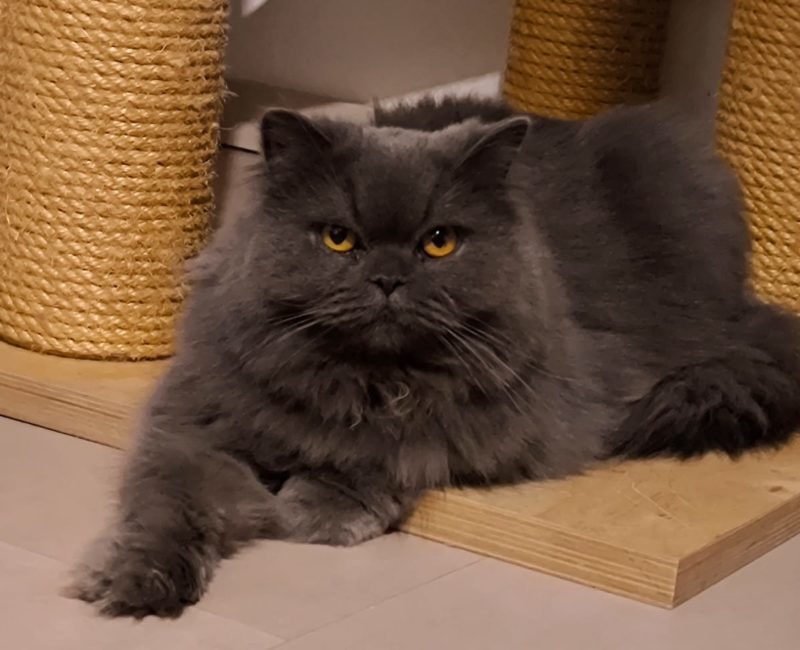 Lio