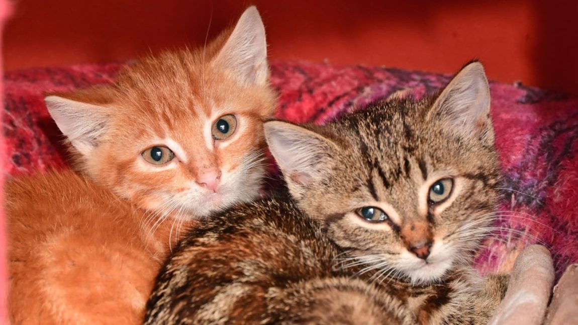 Kitten-Duo