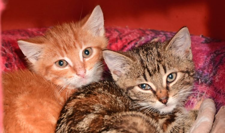 Kitten-Duo