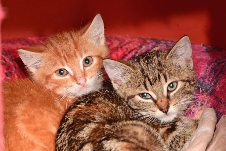 Kitten-Duo