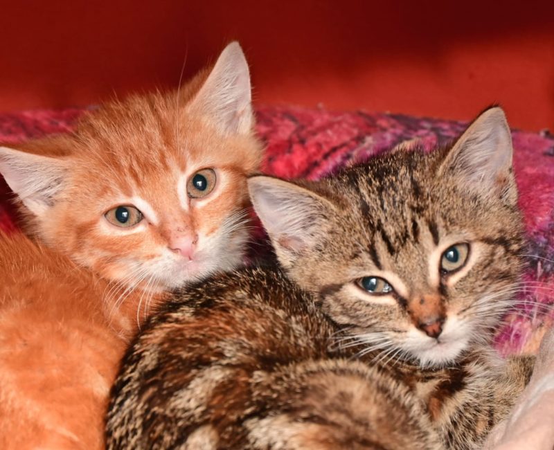 kitten-duo