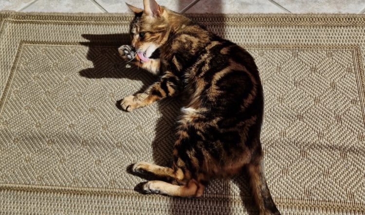 Vermittlungshilfe Josie