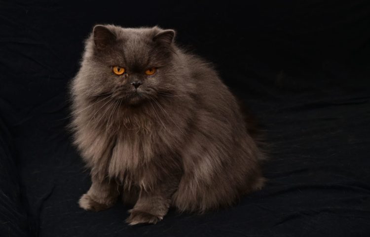 Lio