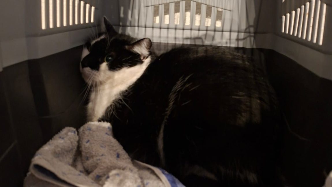 Mr. Snuggles