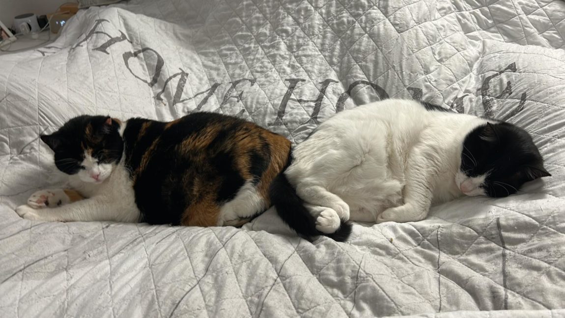 Vermittlungshilfe Amica & Nayla