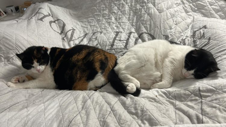 Vermittlungshilfe Amica & Nayla