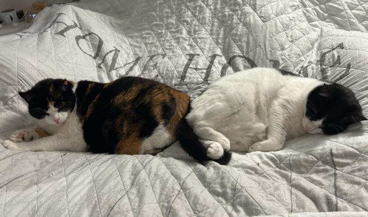 Vermittlungshilfe Amica & Nayla