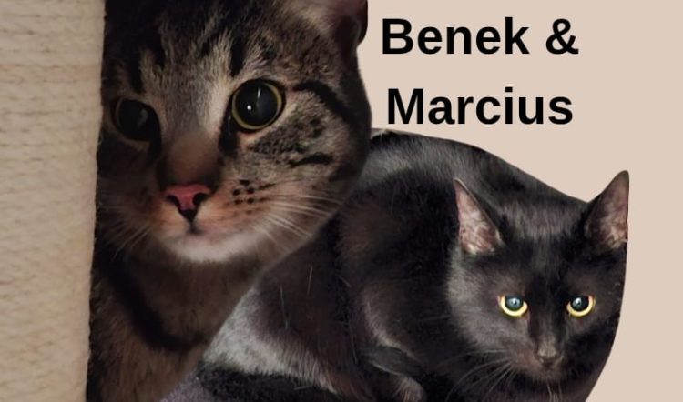Benek & Marcius