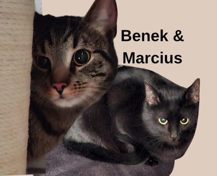 Benek & Marcius