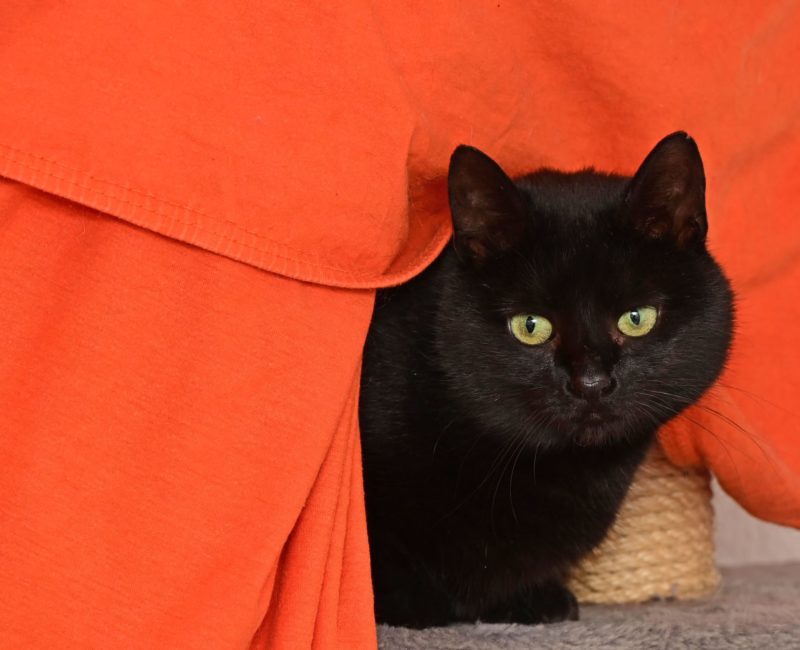 Sternchen1 Sternchen1