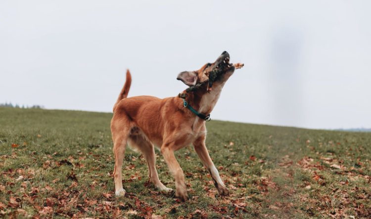 Vermittlungshilfe Bailey