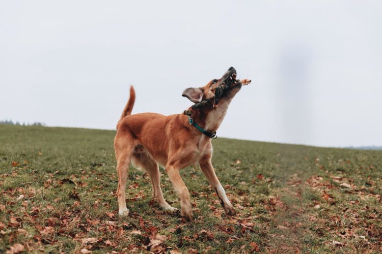 Vermittlungshilfe Bailey