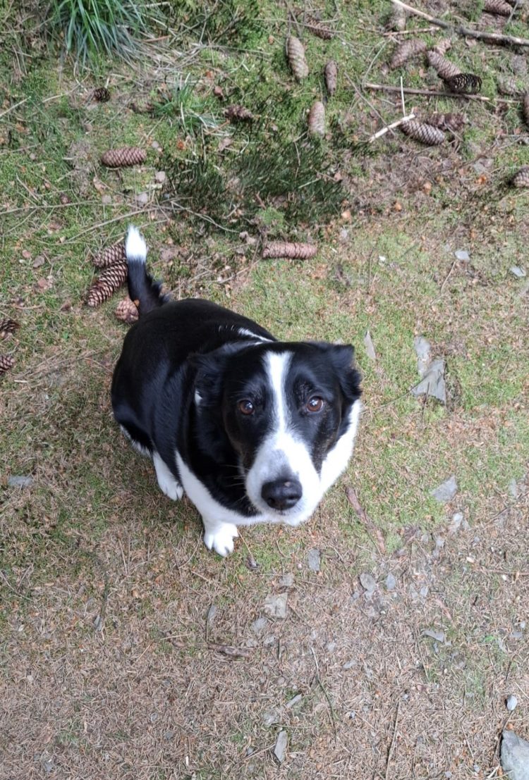 Vermittlungshilfe Paula