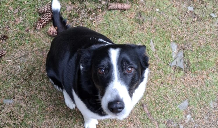 Vermittlungshilfe Paula