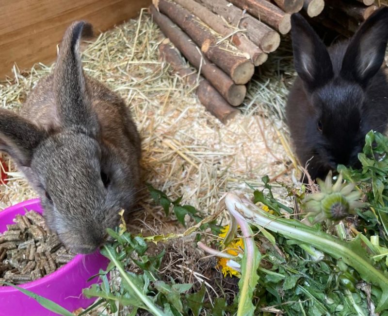 neuzugang Kaninchen
