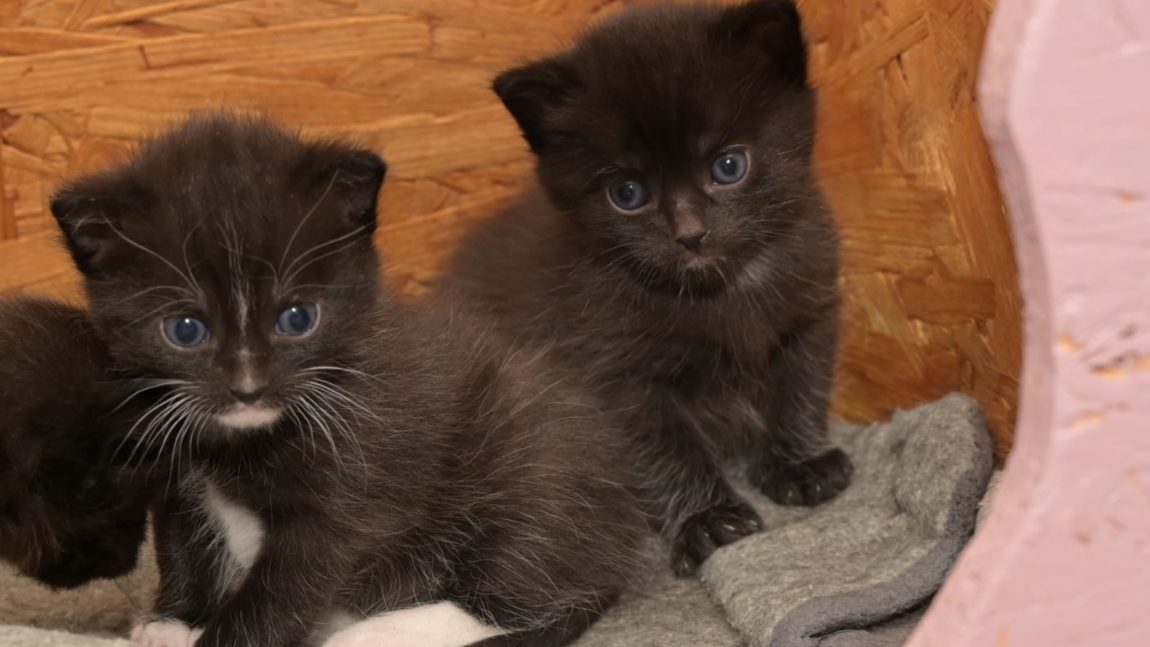 Kikis Kitten