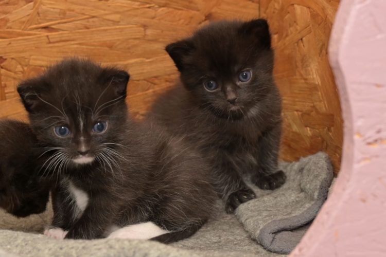***res*** Kikis Kitten