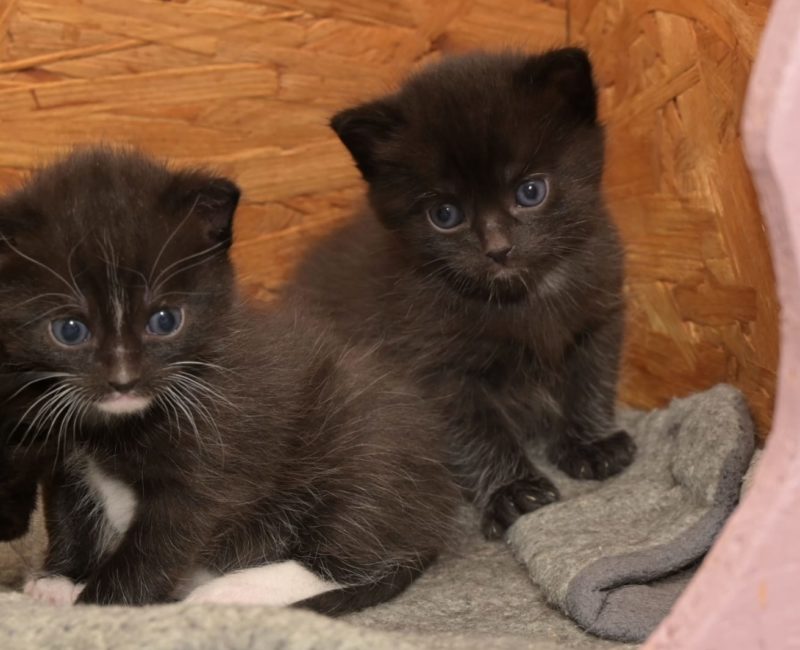 Kikis Kitten7