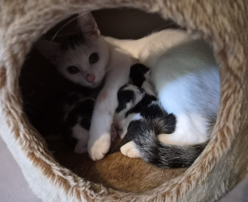 OreaKids OreaKids