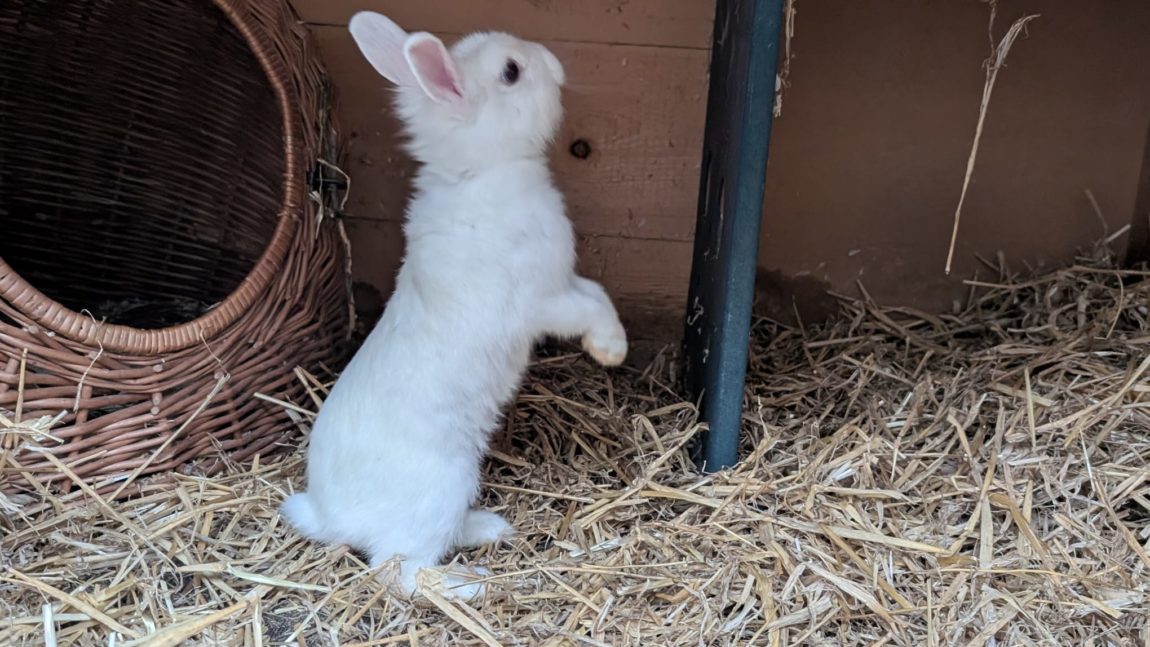 Fundkaninchen Allenbach