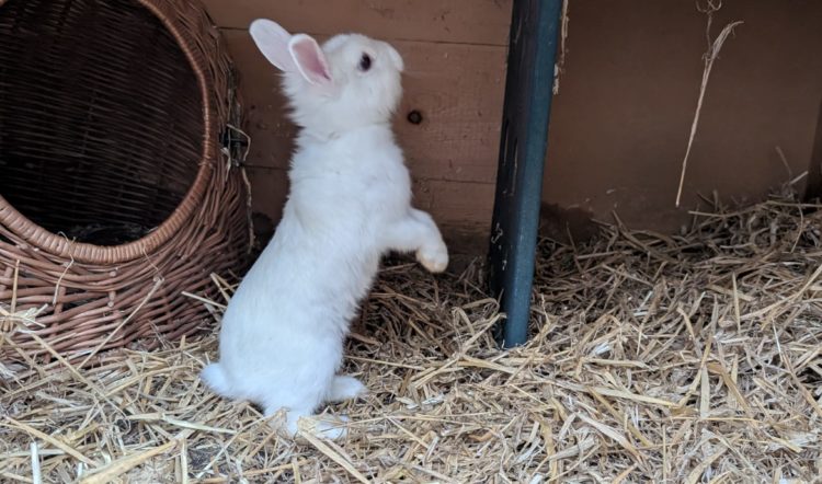 Fundkaninchen Allenbach